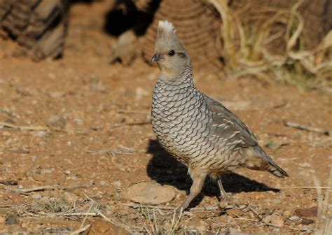 Quail of Southern Arizona - Southern Arizona Quail Forever