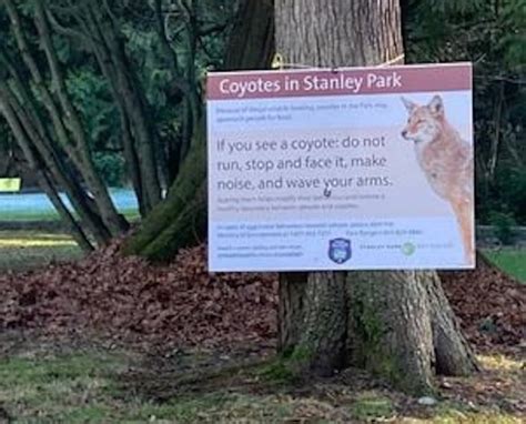 Coyote bites jogger on Stanley Park seawall in Vancouver - North Shore News