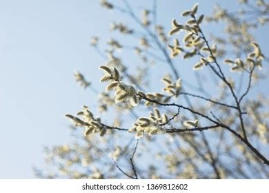 Pussy Willow By The Pond Photos Images Pictures Shutterstock