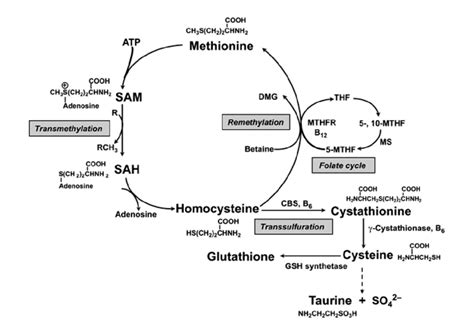 Folate As Thf Vitamin B6 And Vitamin B12 Are Required For Download Scientific Diagram