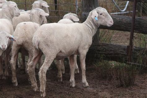 Lot Mixed Sex Store Lambs AuctionsPlus