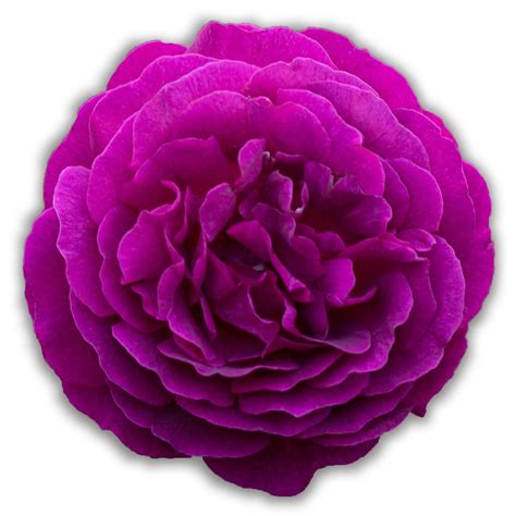 Purple Roses Heirloom Roses