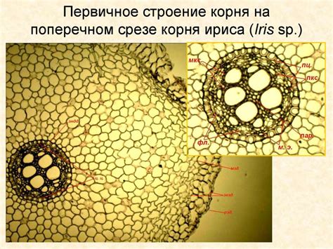 Ткани высших растений - презентация онлайн