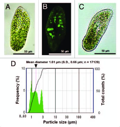 Continuous Culturing Of Synechocystis Spp PCC 6803 In The Host Cell