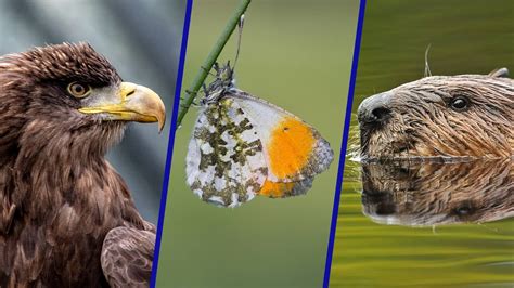 Met deze dieren in de Nederlandse natuur gaat het wél goed Binnenland