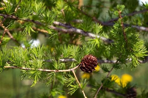 Larch Tree Info: How To Grow And Care For The Larch Tree