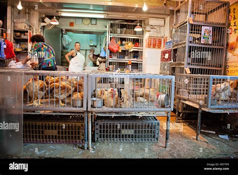 Live Chickens For Sale In Hong Kong Wet Market Kowloon Mong Kok