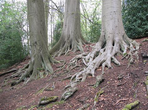 beech tree roots stephen craven geograph britain  ireland