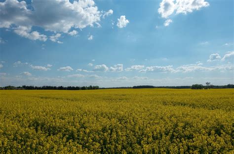 Nuovi Ogm In Italia Emendamento Su Sperimentazione In Campo