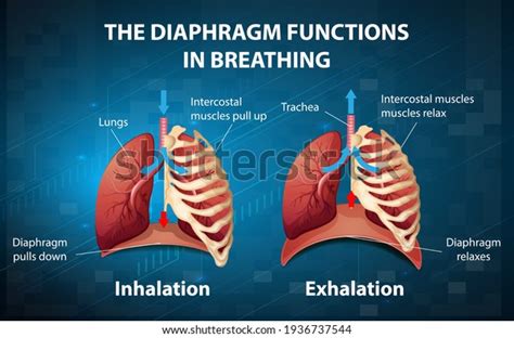 6,284 Diaphragmic Breathing Images, Stock Photos & Vectors | Shutterstock