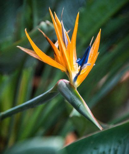 How To Prune Bird Of Paradise Expert Advice Homes Gardens