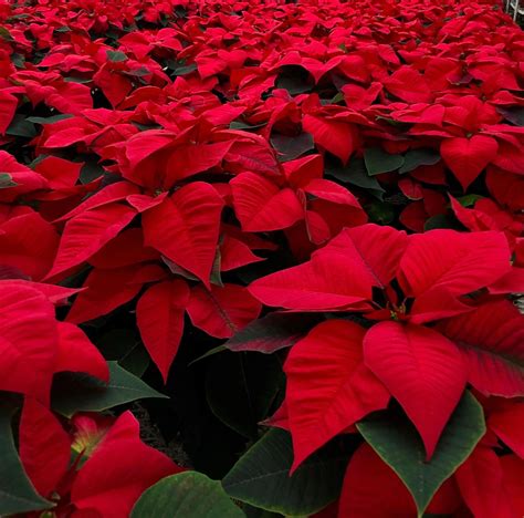 Find the Perfect Landscape Plants and Shrubs at Madison Avenue Greenhouse