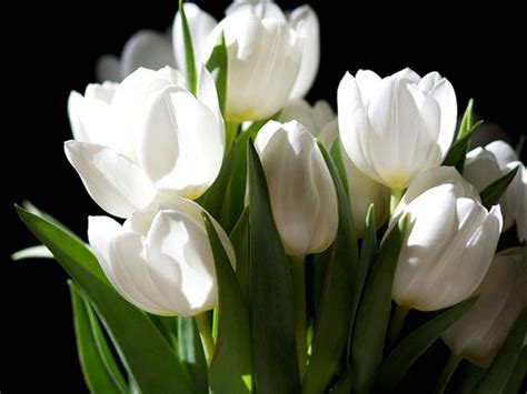 White Tulips Wallpaper Wallpapersafari