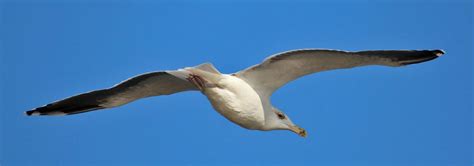 Chesapeake Bay Birds Chesapeake Bay News