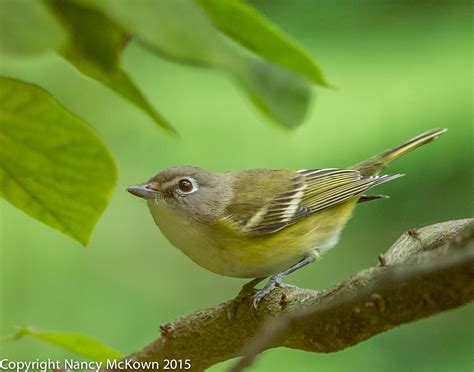 Photographing A Blue Headed Vireo And Thoughts About Fast Lenses