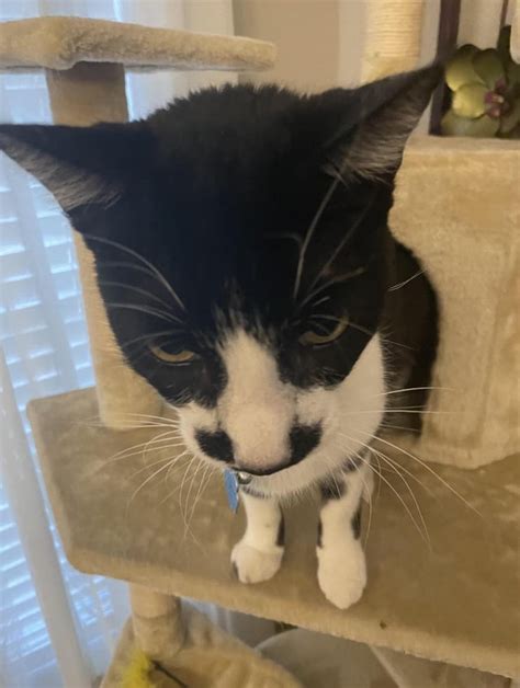 My Cat Titan Rcats