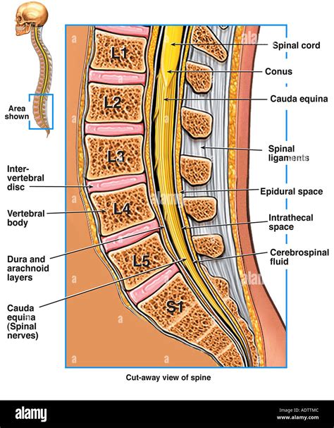 Epidural Space Dura Mater