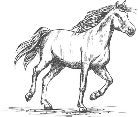 1,200+ Horse Running Sketch Stock Illustrations, Royalty-Free Vector ...