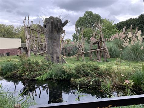 Western Lowland Gorilla Enclosure at London Zoo (2019) - ZooChat