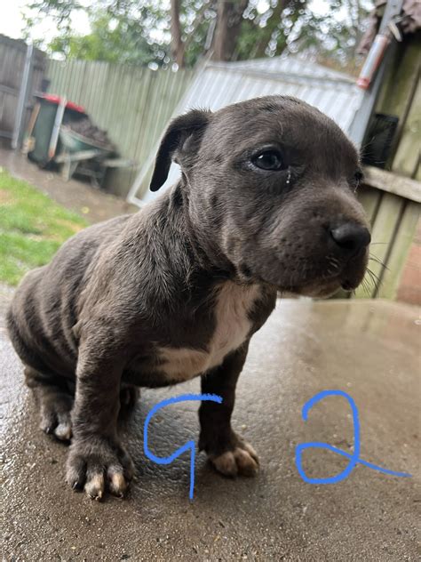 American Staffy Seven Hills Petsforhomes
