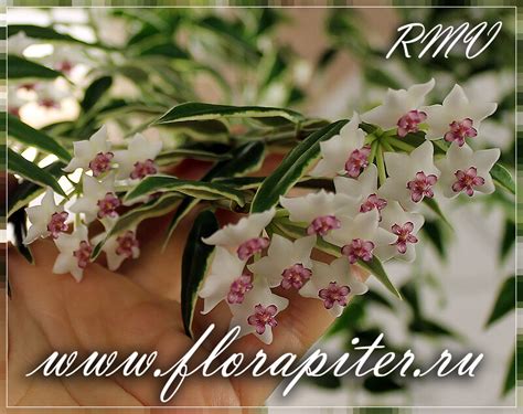 Hoya Lanceolata ssp. bella variegata - FloraPiter.Ru коллекционные ...