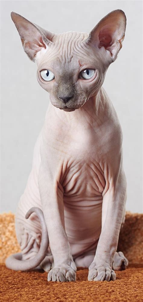 hairless animals bioexpedition