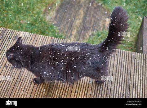 Black Cat Walking In Garden With Snow Falling Around Showing Off Black