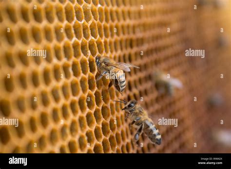 Bee hive structure hi-res stock photography and images - Alamy