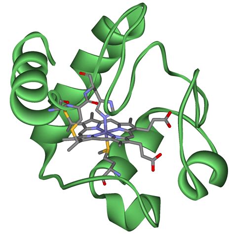 cytochrome wikidoc