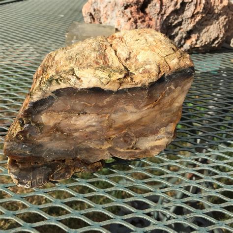 Different Types Of Petrified Wood
