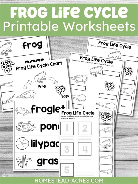 Frog Life Cycle Worksheets