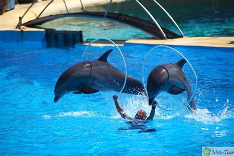 Dolphinarium In Alanya Compass Travel