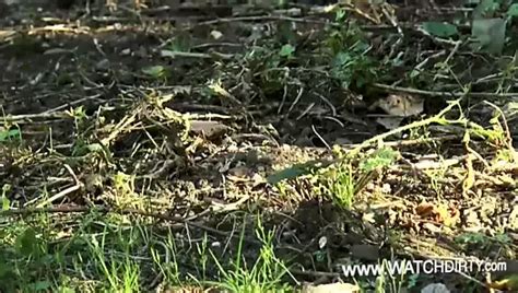 Netflix Porn Videos XHamster