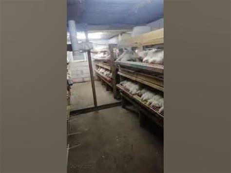 Умный курятник - YouTube