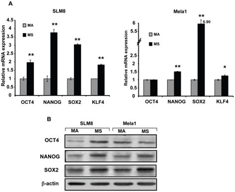 A Expression Of Pluripotency Transcription Factors Oct4 Nanog Sox2 Download Scientific