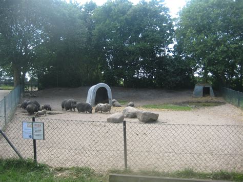 Munkholm Zoo Vietnamese Potbelly Pig Exhibit Zoochat