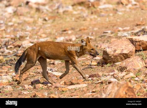Dhole Red Dog Asiatic Wild Dog Cuon Alpinus Adult Moving Tadoba
