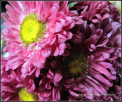 Photos of Shevanti and Aster flower / Chrysanthemums and Aster - Random ...