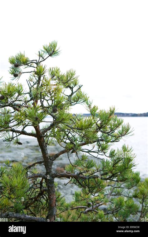 Pine Trees And Cones High Resolution Stock Photography And Images Alamy