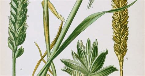 Wheat Antique Botanical Illustration From Flora Of Germany Circa 1903 Botanique Vintage