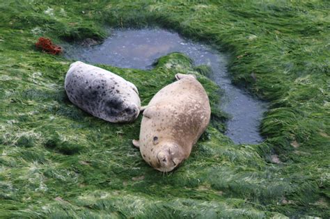 Two Harbor Seals near a puddle of water image - Free stock photo