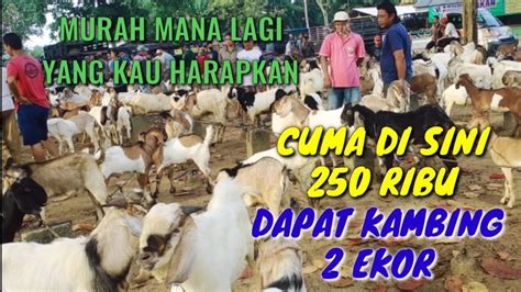 Hanya Di Pasar Kambing Adi Jaya Ribu Dapet Kambing Ekor Pasar