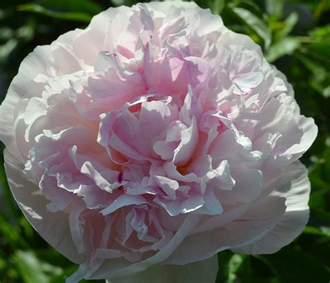 Пион Орхид Энн/ORCHID ANNE