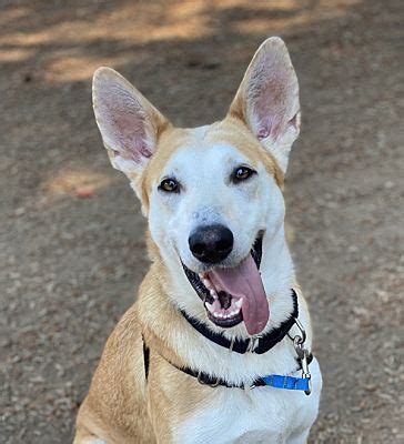 Vancouver, WA - Siberian Husky. Meet Angel a Pet for Adoption ...