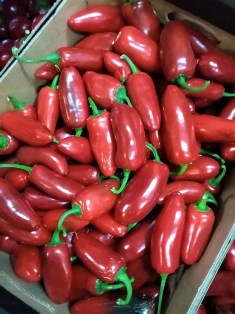 JALAPENO CZERWONA PAPRYKA ŚWIEŻA 1kg EDEN GARDEN 9938896770