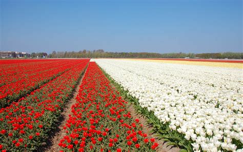 Wallpapers Netherlands Flower Fields