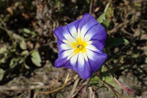 Dwarf Morning Glory Convolvulus Tricolor Growing Guides