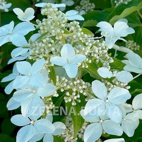 Гортензія волотиста 'Magical Starlight' / Hydrangea paniculata 'Magical ...
