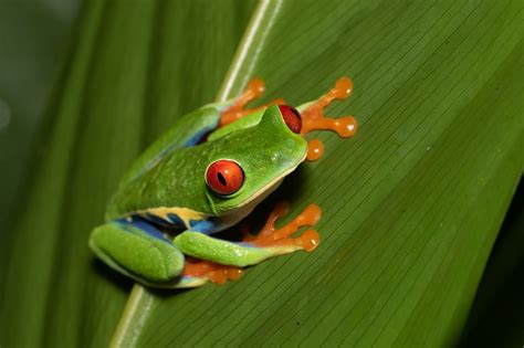 Red-Eyed Tree Frogs: The Masters of Adaptation – Scale Companions