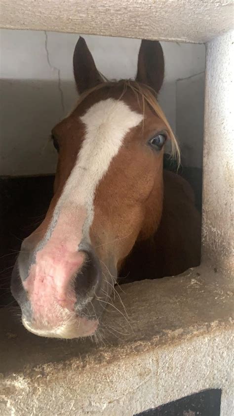 Centre Équestre du Findez à Francheville tout proche de Lyon Les poneys